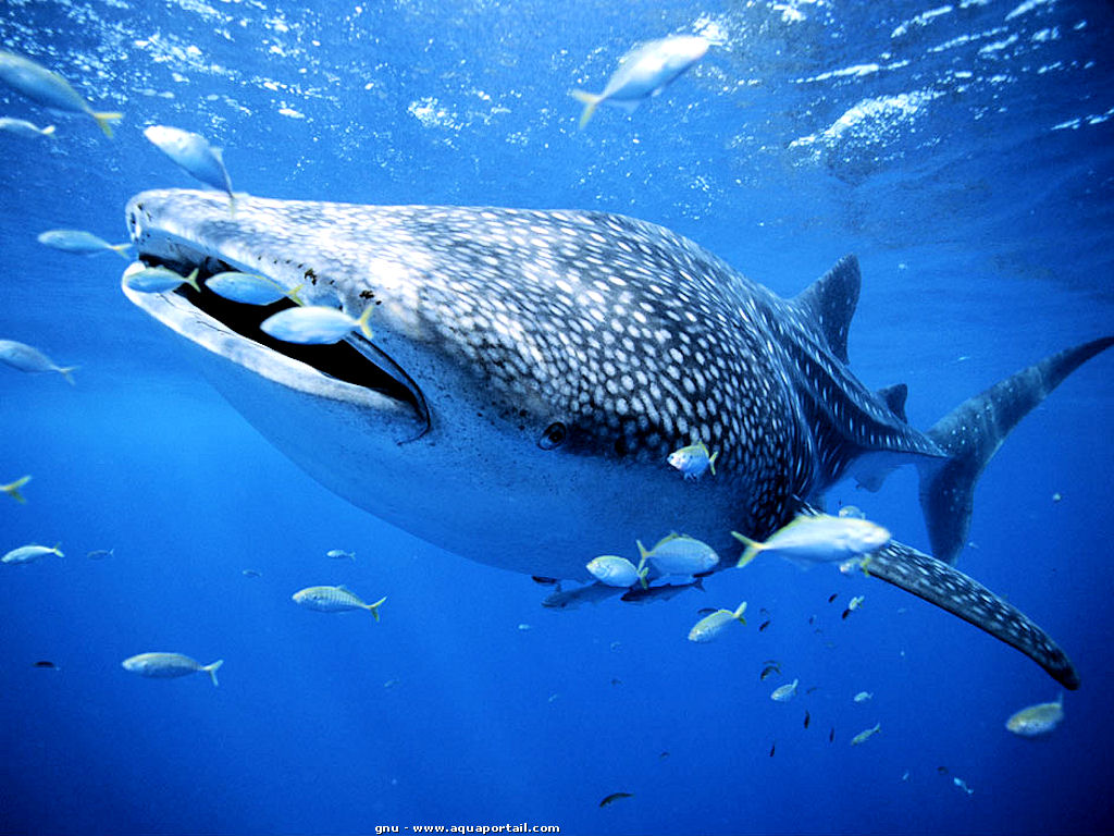 requin-baleine